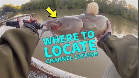 how to locate channel catfish